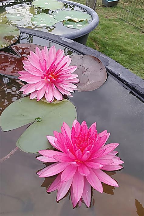 Discover The Beauty Of Tropical Water Lilies A Guide To Growing Exotic