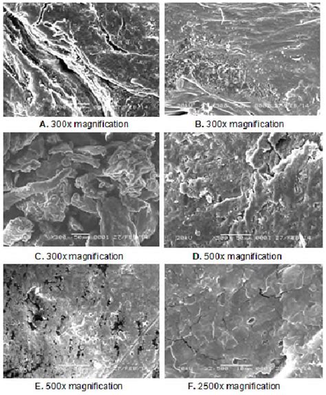 Sem Image Of A Chitosan B Cmc C Pectin D Download Scientific