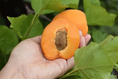 How To Plant An Apricot Seed Storables