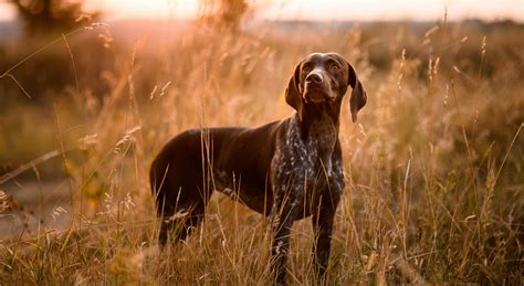 3 Of The Best Upland Hunting Breeds For New Dog Owners Dakota 283