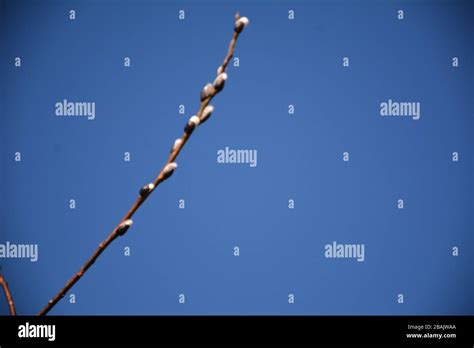 Spring Pussy Willows Against Bright Blue Sky Stock Photo Alamy