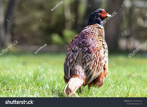 Male Ring Necked Pheasant Photographed Behind Stock Photo 2153542075