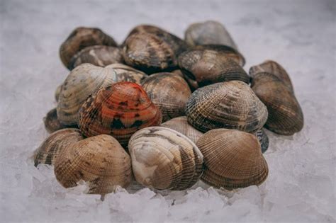 Almeja japónica grande Mariscos Ángeles Rumbo