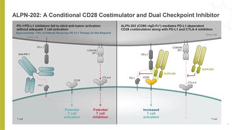 Alpine Immune Sciences Alpn Investor Presentation Slideshow Nasdaq