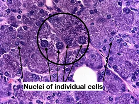 Pretty in purple! Serous acini of parotid gland (major salivary gland ...