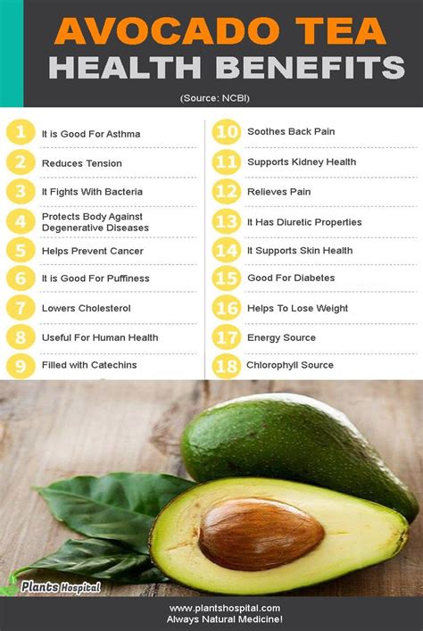 Medicinal Benefits Of Avocado Leaves - MedicineWalls