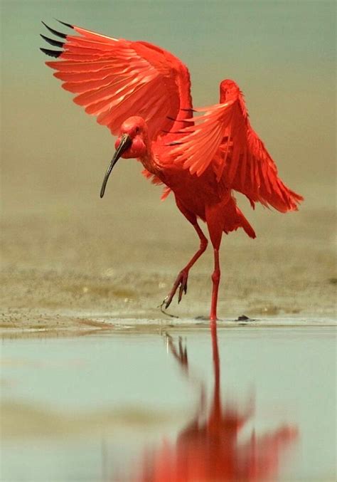 Scarlett Ibis Eudocimus Ruber F Rgglada F Glar F Glar