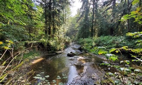 History Walk At Elk Creek Conservation Area With North Olympic History