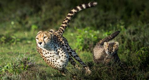 List Of Facts Cheetah 45 Interesting Fun Facts