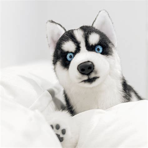 Cute Baby Huskies With Blue Eyes