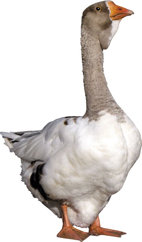 Goose Png