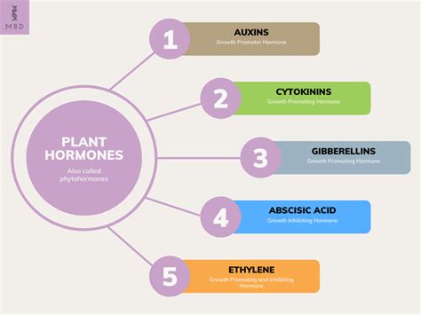 Plant Hormones Gibberellins And Abscisic Acid My Biology Dictionary