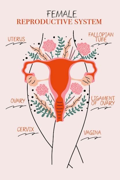 Premium Vector Female Reproductive System Illustrated Poster