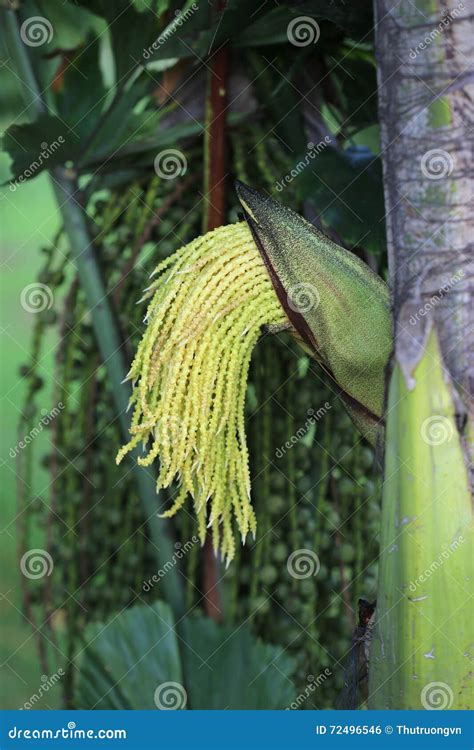 Green Flower Buds, Areca Catechu Tree Stock Photo - Image of outdoor ...