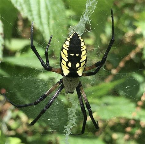 Gorgeous Yellow And Black Garden Spider Argiope Aurantia Found In My Yard In Meredith New