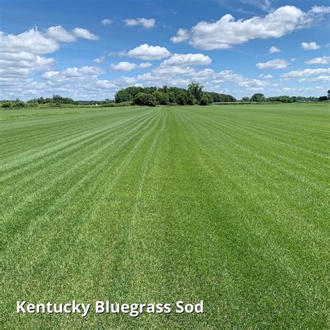 Jonathan Green Blue Panther Kentucky Bluegrass Grass Seed (3lbs