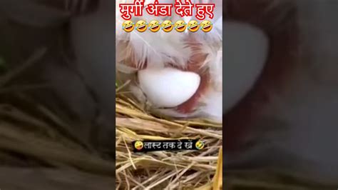 😀😀😀😀मुर्गी अंडा देते हुए 😀😀😀😀funny Short Video Please Like Andsubscribe 🙏