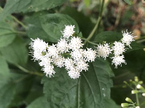 Wisconsin Wildflower | White Snakeroot | Ageratina altissima