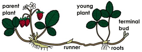 Bio4 Asexual Reproduction In Plants