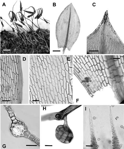 Bryum minii . A. B. Detail of leaf. C. Leaf apex showing the percurrent ...