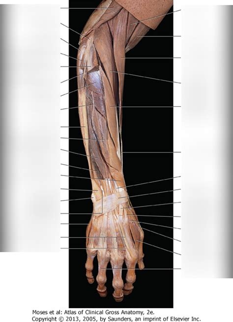 Pediagenosis Forearm Anatomy Subcutaneous Tissue Median Off