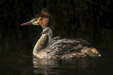 [Animals] Puking bird is named New Zealand’s ‘Bird of the Century ...