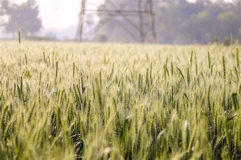 Un Campo De Trigo Con Una Torre Al Fondo Foto Premium