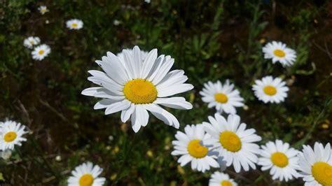 Summer Daisies Smithsonian Photo Contest Smithsonian Magazine