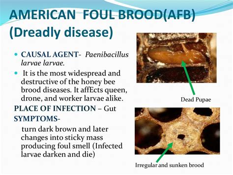 Diseases Of Honey Bees Ppt