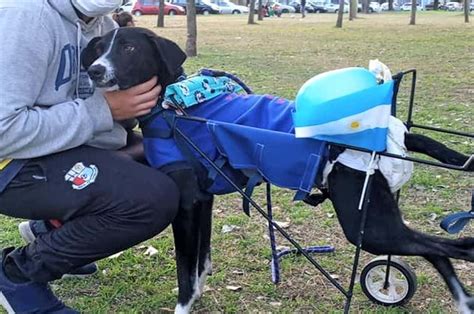 La increíble historia de Miguelito el perro héroe que salvó a una