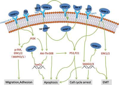 Frontiers Insulin Like Growth Factor Binding Proteins In Kidney Disease