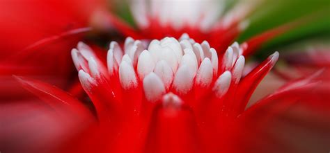 1920x1080 Wallpaper Red And White Petaled Flower Peakpx