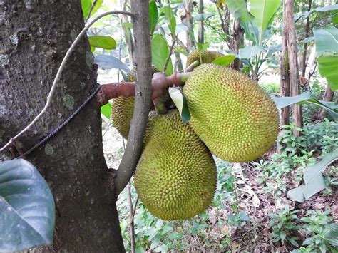 Exotic Plants in Indonesia : Nangka or Jackfruit (Artocarpus heterophyllus)