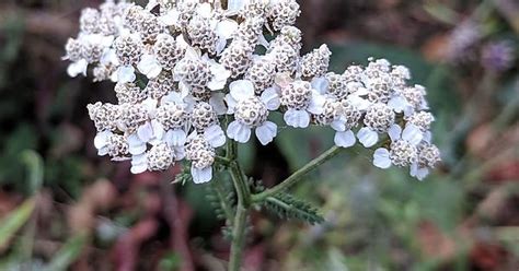 Achillea Alpina Aka Yarrows Imgur