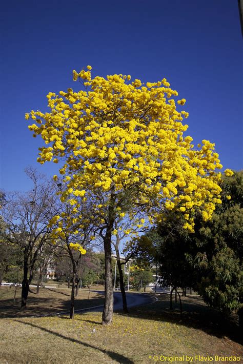 Ip Amarelo Tabebuia Chrysotricha Or Ochracea Ip Amar Flickr