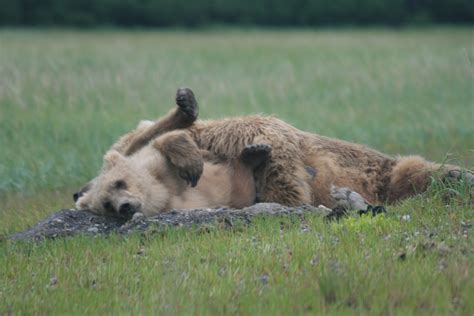 Katmai bears Canon 053 | Good Nature Travel Blog