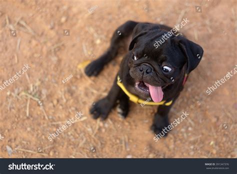 Funny Face Black Pug Dogblack Pug Stock Photo 391347376 Shutterstock