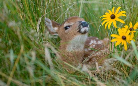 Baby Deer Grass Rudbeckia Yellow Flowers Hd Wallpaper : Wallpapers13.com