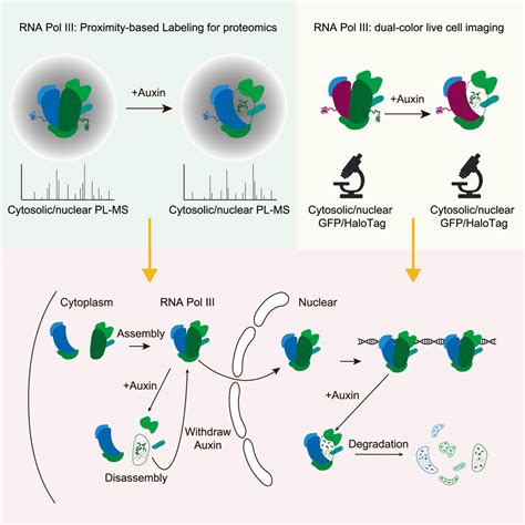 Subcellular Localization Shapes The Fate Of Rna Polymerase Iii Cell Reports