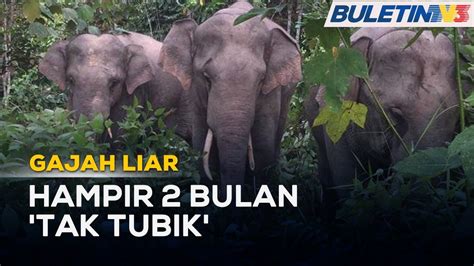 GAJAH LIAR Pekebun Rugi RM200 000 Akibat Tanaman Musnah YouTube