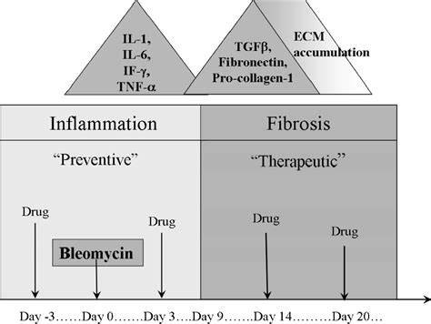 Figure 1 From The Bleomycin Animal Model A Useful Tool To Investigate