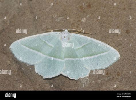 Detailed Closeup On The Light Emerald Geometer Moth Campaea Margaritata