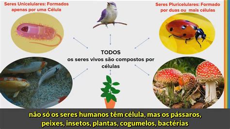 Todos Os Seres Vivos São Formados Por Células