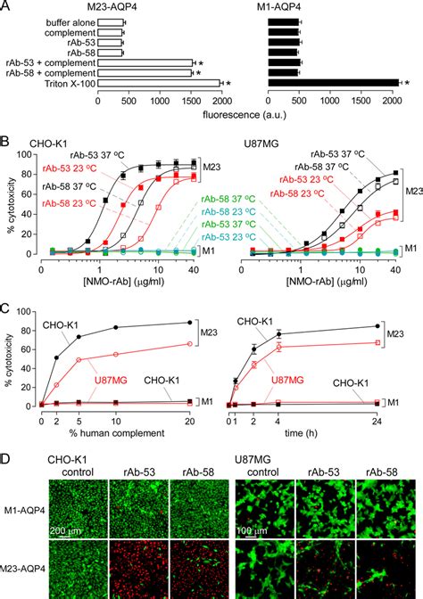 Cells Expressing M Aqp Are Resistant To Nmo Rab Complement Mediated