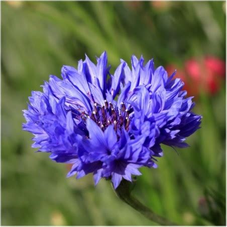 Tall Blue Cornflower Flower Seeds