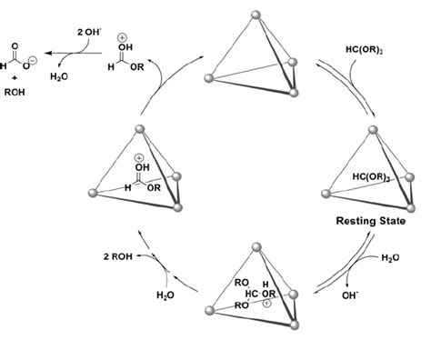 Mechanism For Catalytic Orthoformate Hydrolysis In The Presence Of