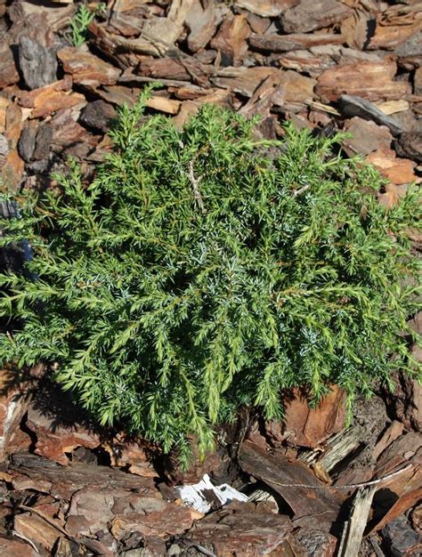 Можжевельник обыкновенный "Hornibrookii" | Euro-plant