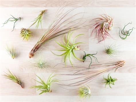 11 Amazing Facts You Didnt Know About Air Plants Cactusway