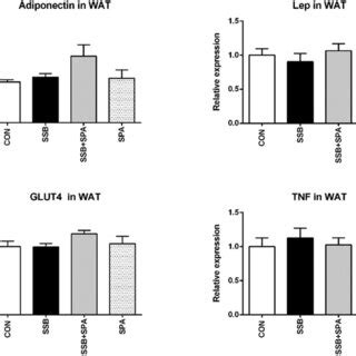 Effect Of SPA On Relative MRNA Expression Of TNF Lep And GLUT4 In