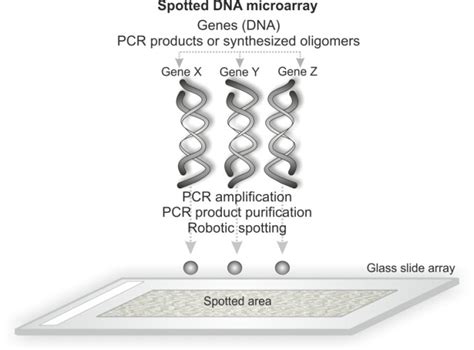 Impacts Of Dna Microarray Technology In Gene Therapy Intechopen